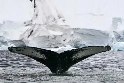 Vista de la cola de una ballena jorobada en el Estrecho de Gerlache, que separa el Archipiélago Palmer de la Península Antártica, en la Antártida el 19 de enero de 2024
