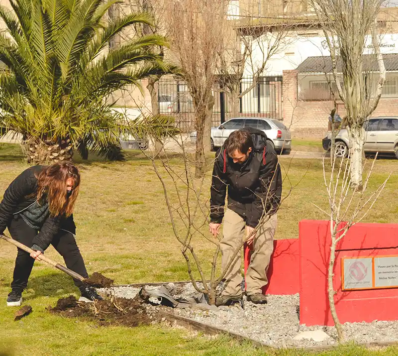 Plantaron frutales