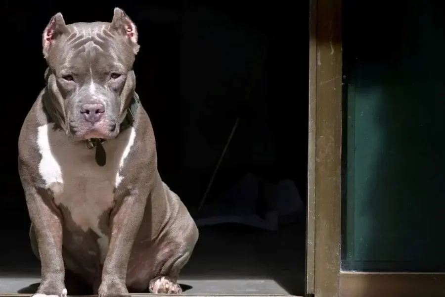 Un pitbull atacó a una nena de 12 años en Córdoba