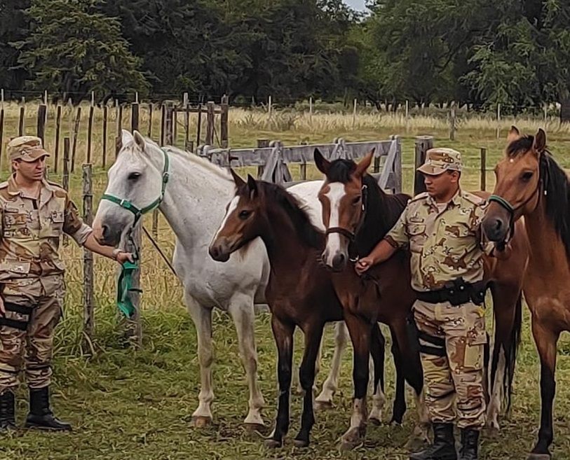 CABALLOS