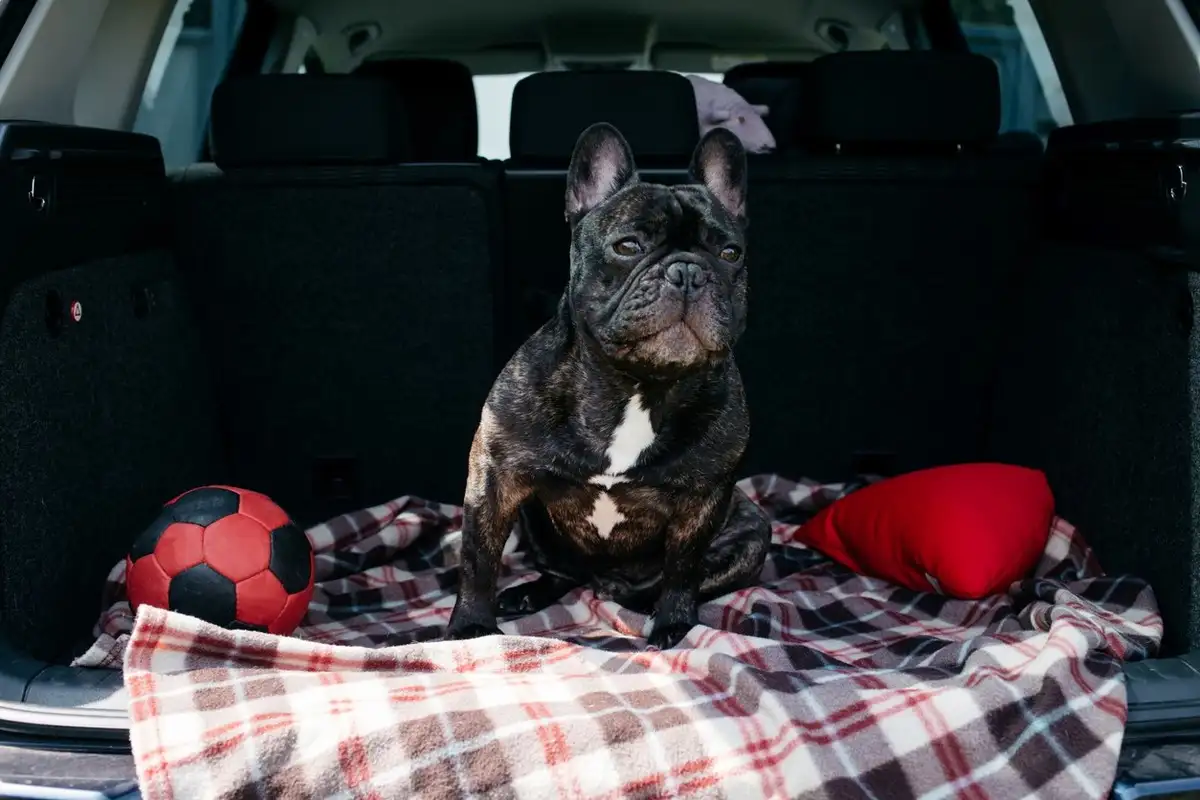 Tips para viajar con tu perro en el auto durante las vacaciones