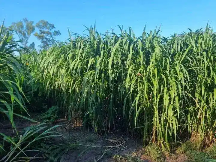 El Cedeva presenta una guía para asegurar la alimentación ganadera invernal