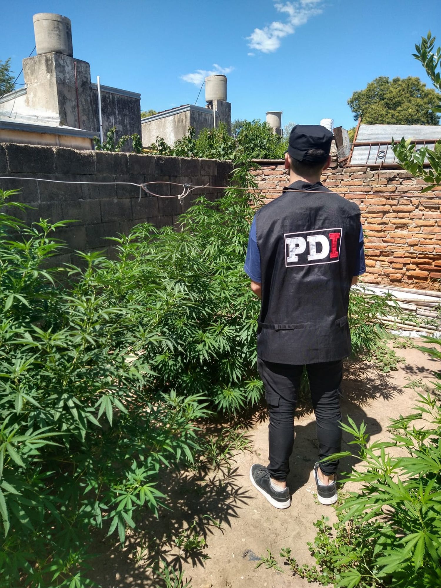 El allanamiento fue a partir de una denuncia donde aseguraban que en una vivienda se estaría cultivando marihuana