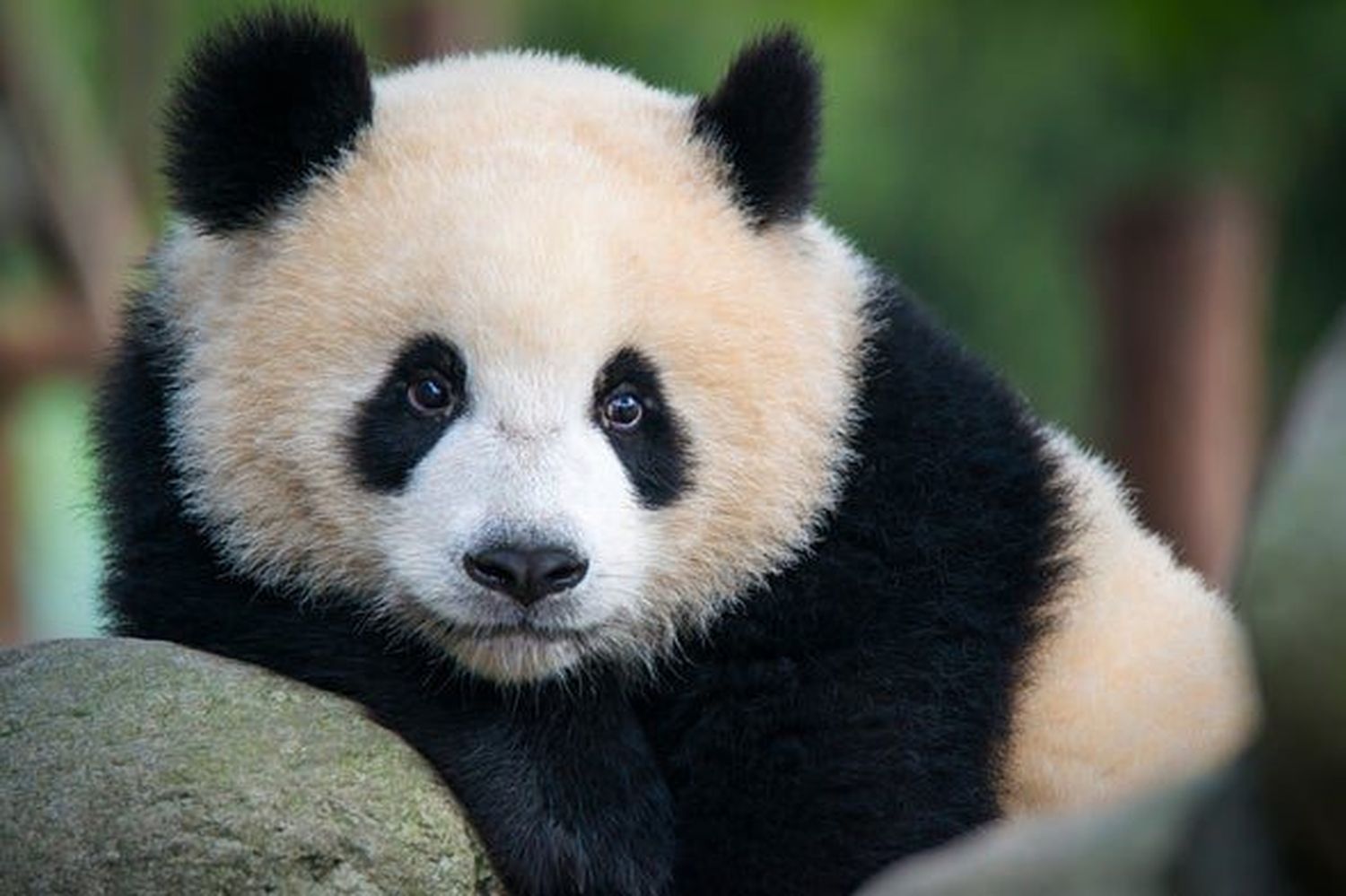 ¡FUERA DE PELIGRO! Vuelven los pandas gigantes, los jaguares, y los demonios de Tasmania