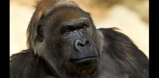 Muere la gorila Vila a los 60 años