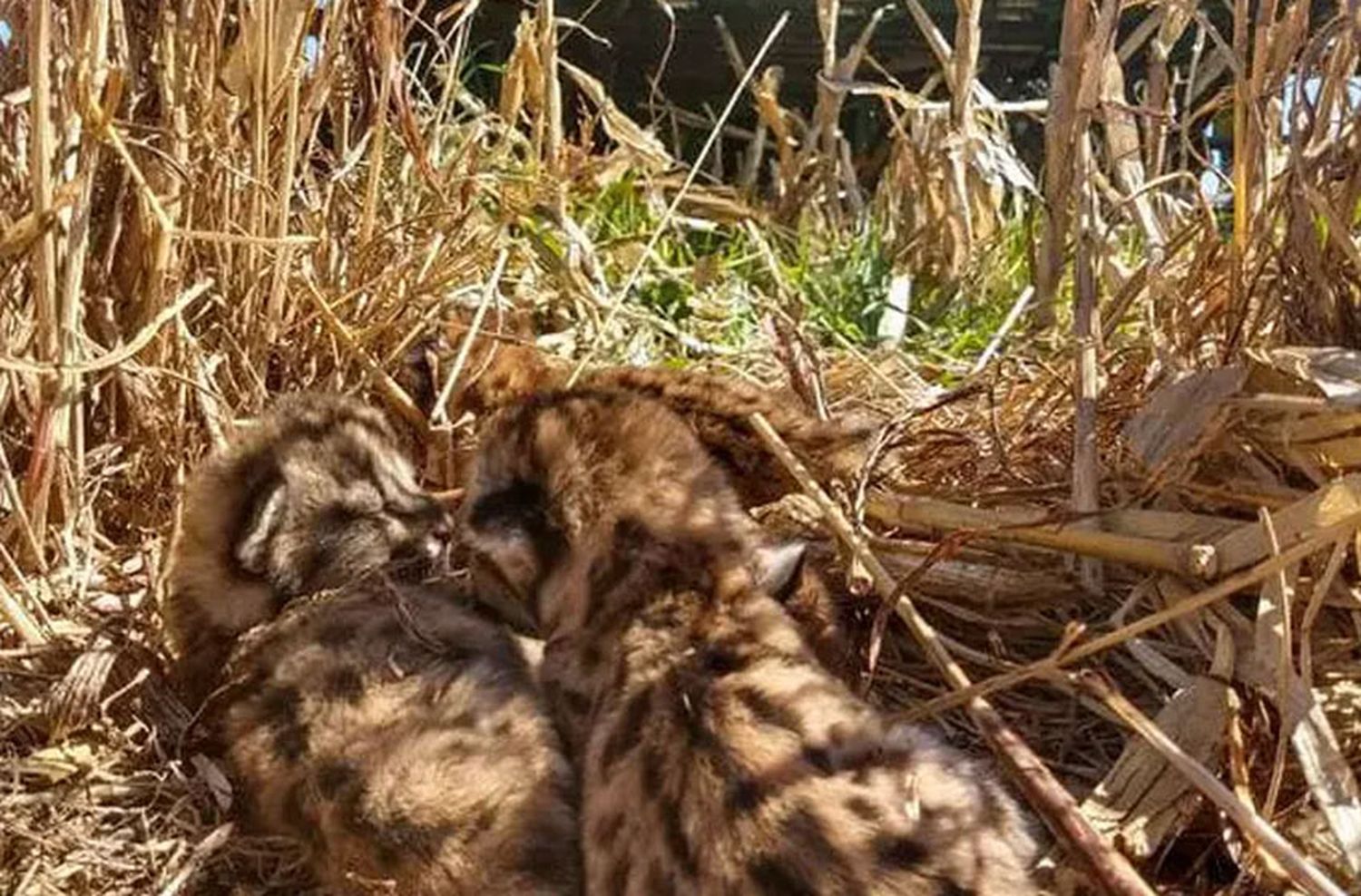 Estaba cosechando y se encontró cuatro crías de puma