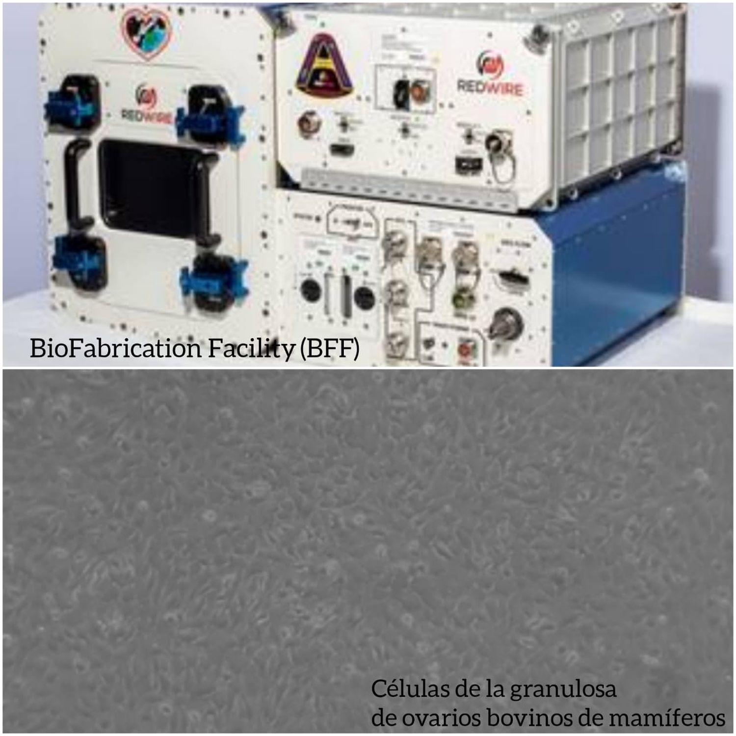 Células ováricas, bioimpresión y más, en el espacio