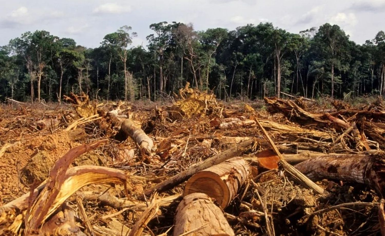 Deforestación del Amazonas: una de las causas de la bajante del Paraná