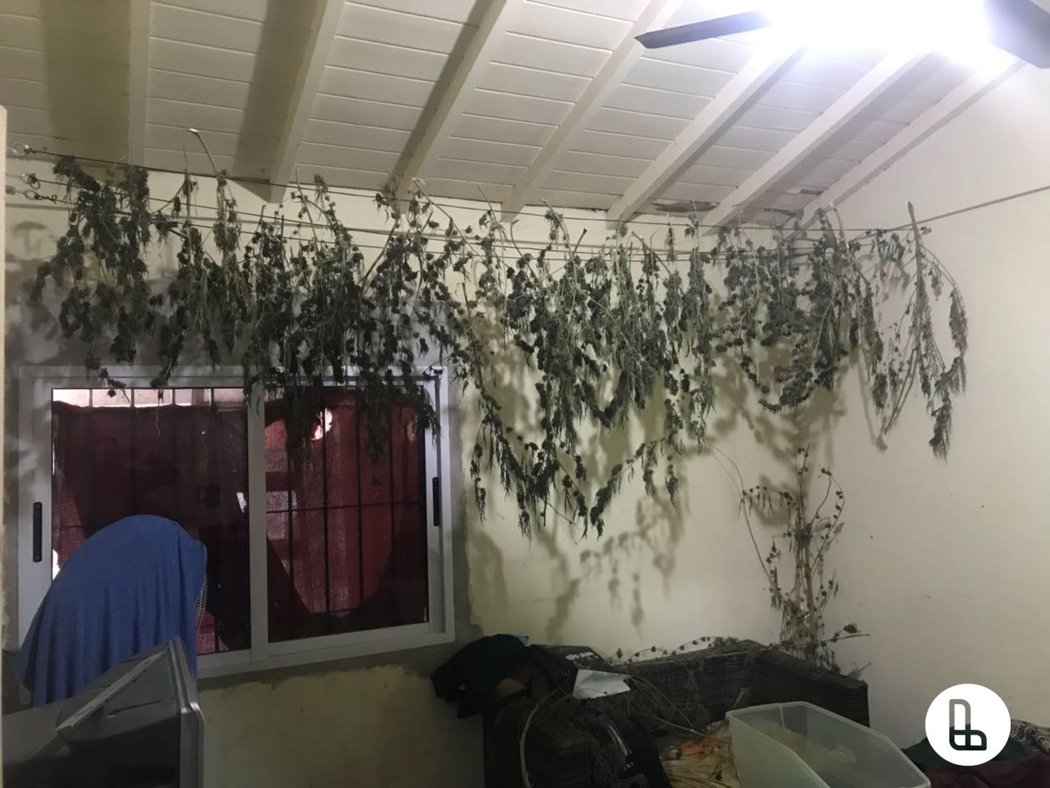 Lanús: Cuatro kilos y medio de marihuana incautados en allanamiento a búnker narco