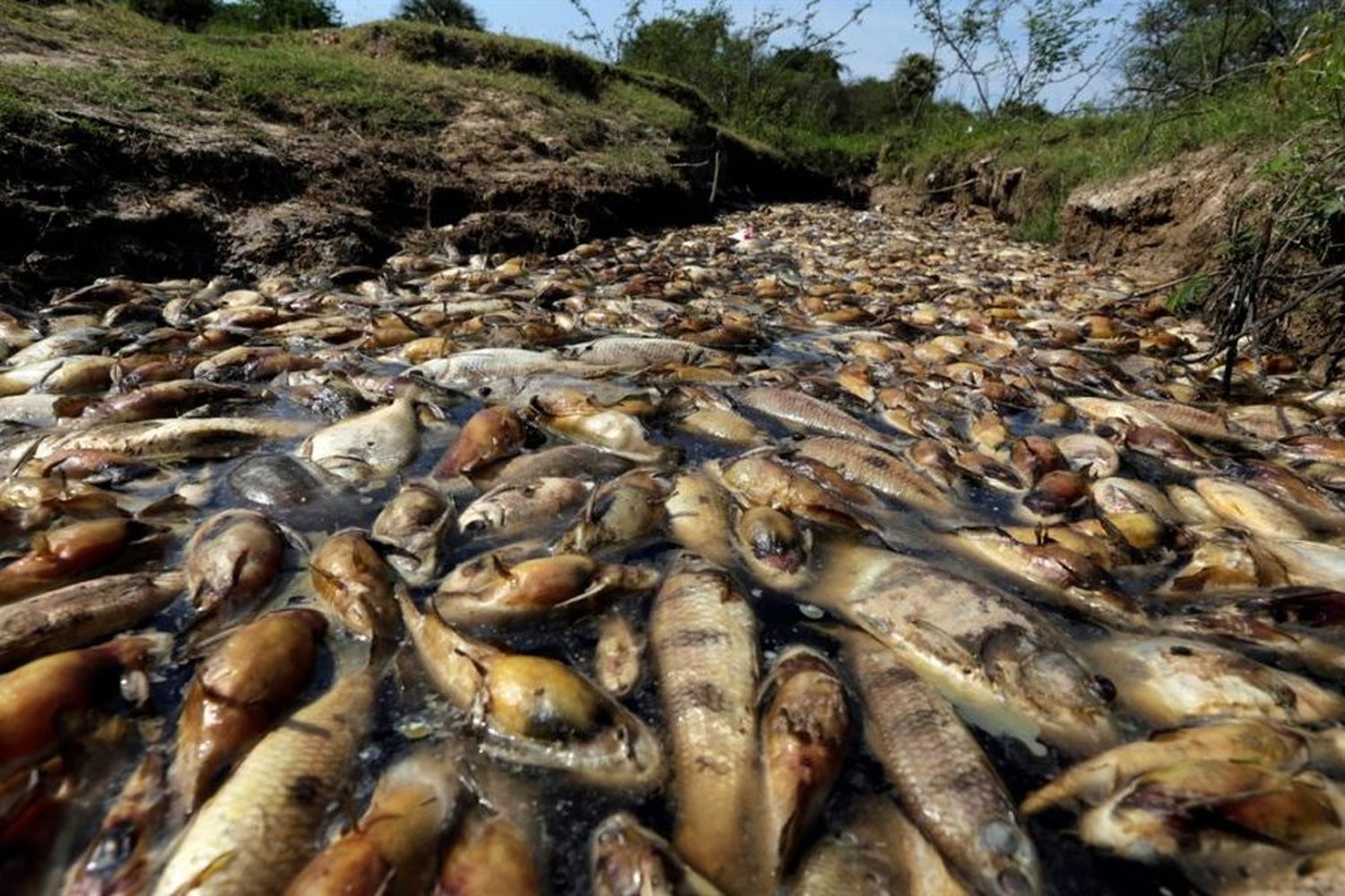 Sábalos del río Salado en Santa Fe registran nivel de agrotóxicos más alto del mundo