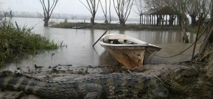 Baradero: Pescador encontró un Yacaré overo en el Paraná