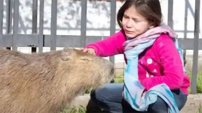 La historia de una nena, su carpincho y una �Spueblada⬝ para que no los separen