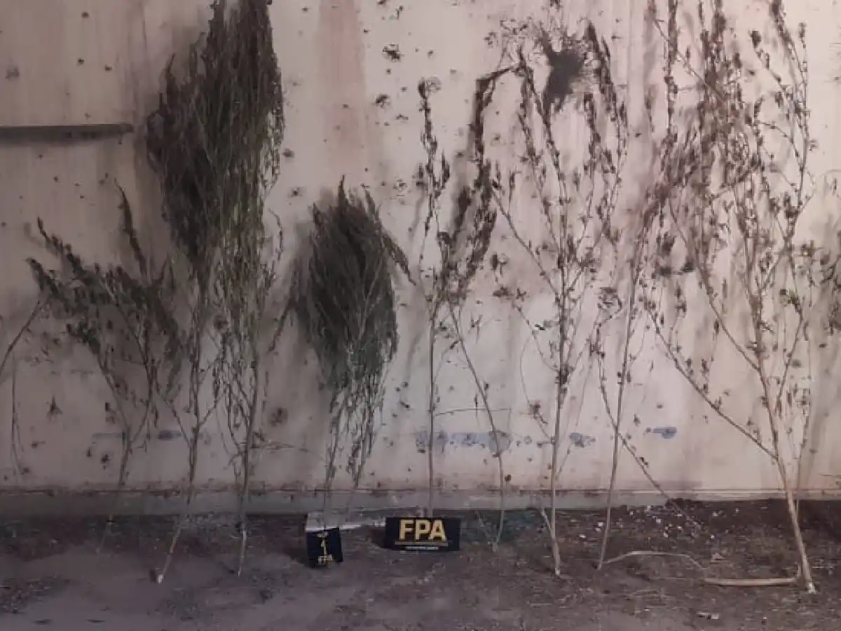 En un control la Policía encontró plantas de marihuana