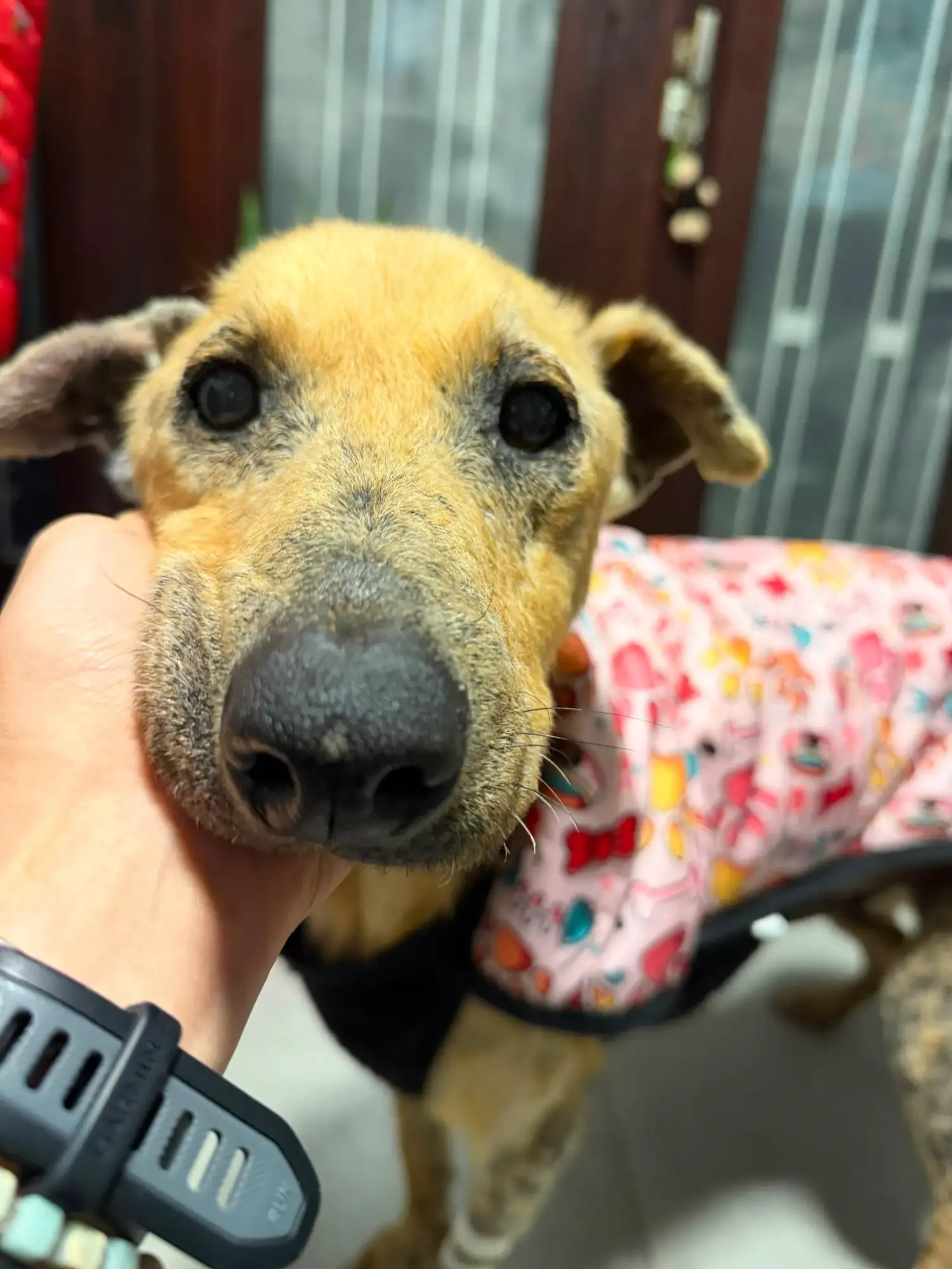 perrito rescatado
