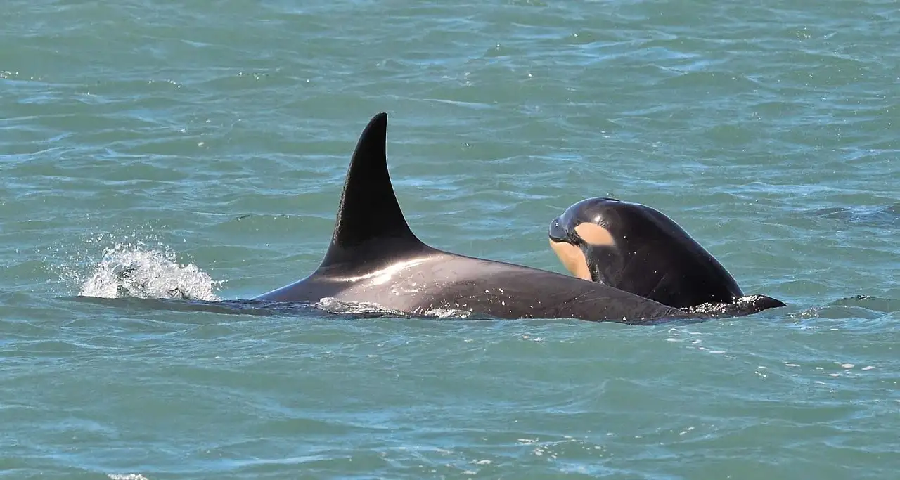 En la Península de Valdés ya se pueden avistar las primeras orcas