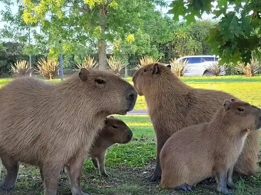 Nordelta: trasladarán a 70 carpinchos a una isla tras la muerte de 43 ejemplares