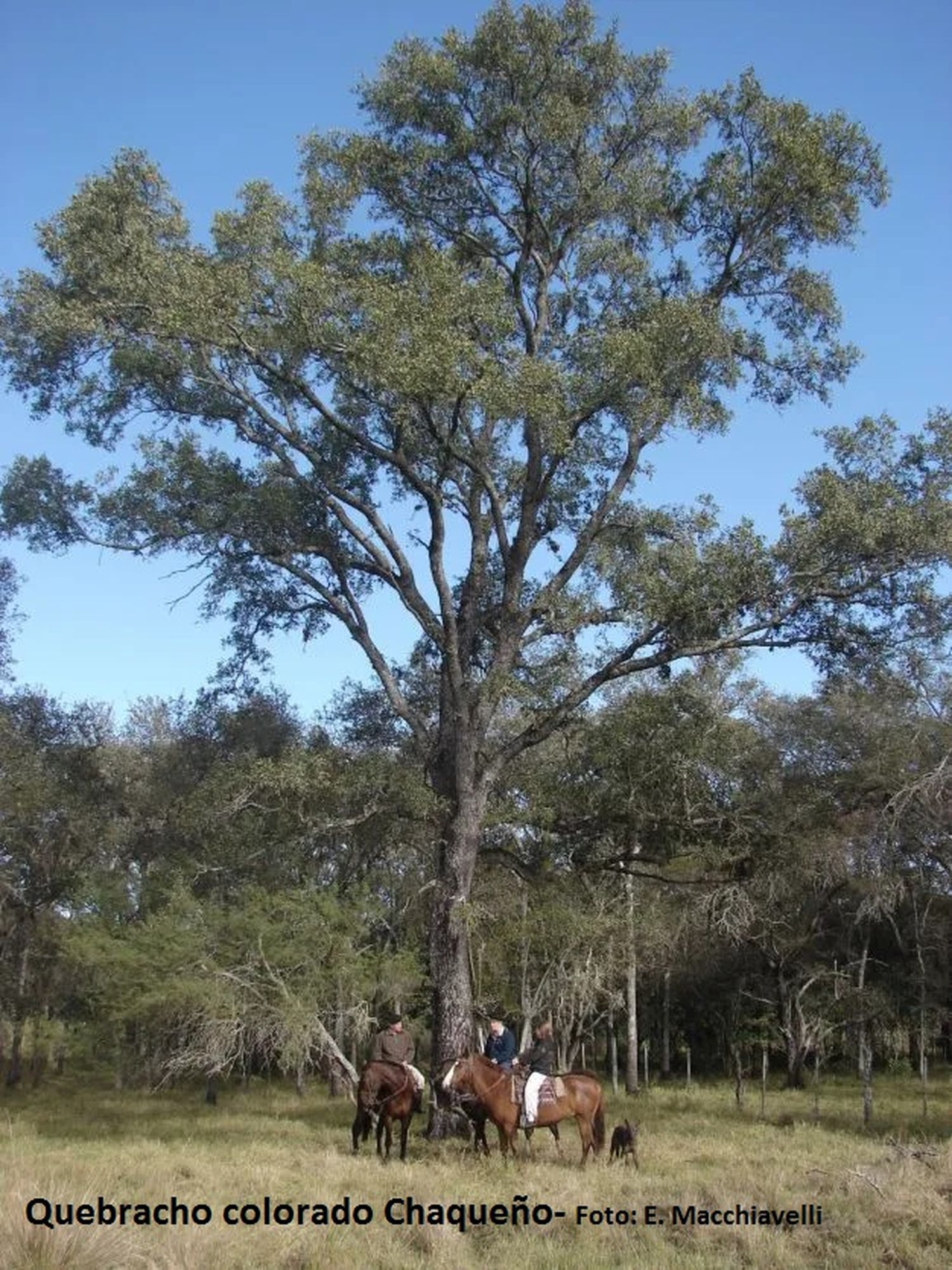   ¿Cuál es el árbol nacional argentino?  