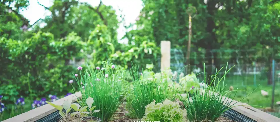 Huerta hogareña: una guía para aprovechar la estación más fértil del año