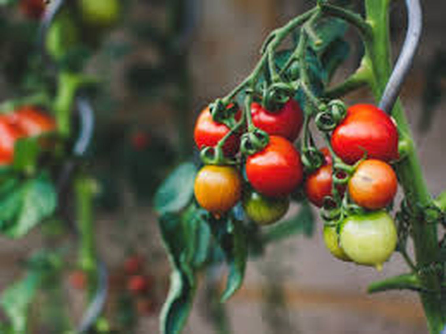 El tomate es una de las frutas más preferidas de la temporada.