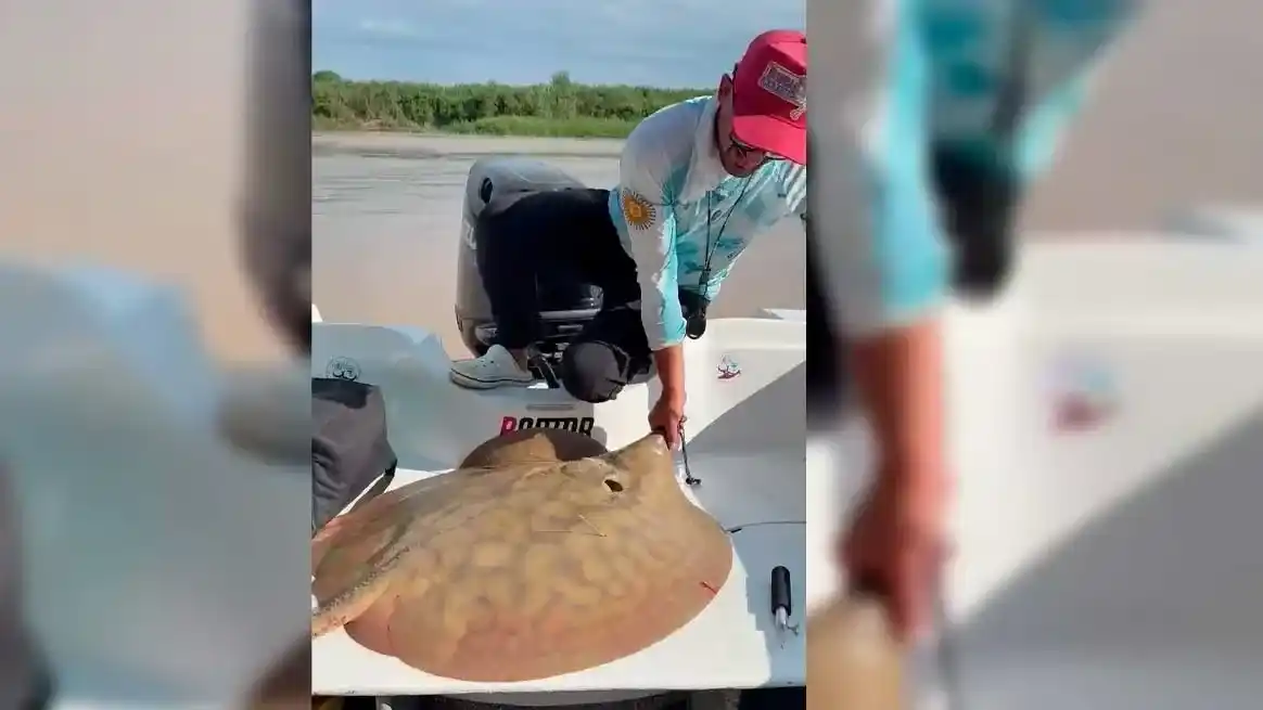 VIDEO | Descubren un largo viaje de una raya gigante por el río Paraná que podría redefinir el cuidado de la especie