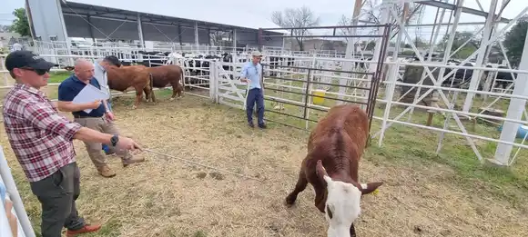 La ganadería de carne sigue creciendo en la 118° ExpoRural de Rafaela