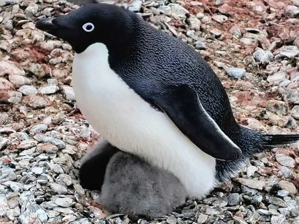 Dr. Maximiliano Perier: “Estoy feliz y orgulloso de estar cumpliendo tareas científicas en la Antártida”