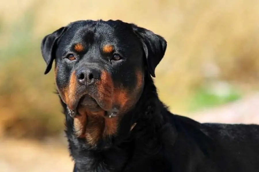 Proponen regular la tenencia de perros "potencialmente peligrosos" en Río Tercero