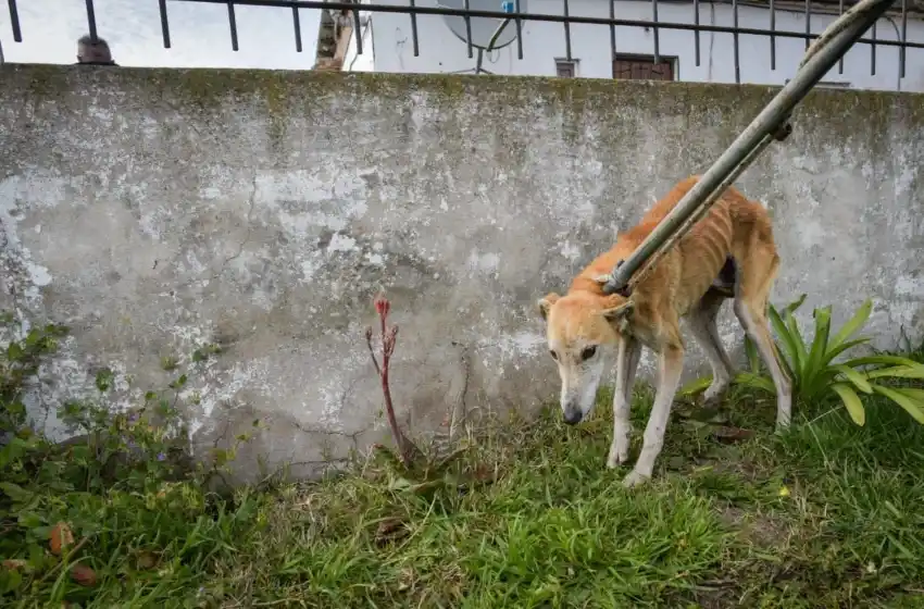 Rescataron a siete perros en deplorable estado de salud y desnutridos