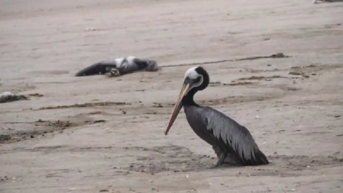¡GRIPE AVIAR EN EL AMBIENTE! Evita contagiarte siguiendo estas recomendaciones