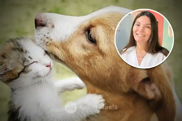 En el día del animal, ¿qué cuidados debemos garantizar a los peludos de la casa?