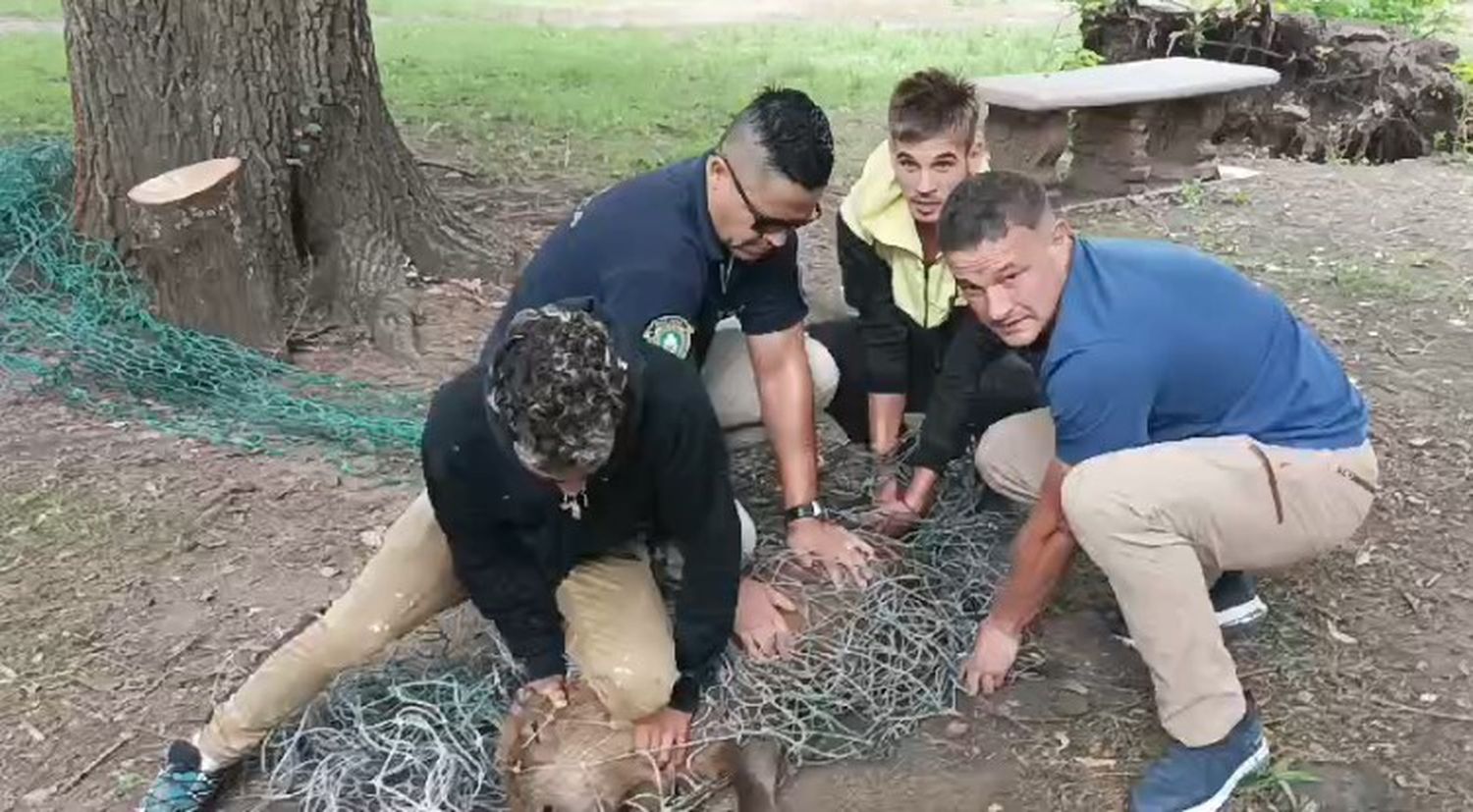 Hallaron un carpincho en el patio de Normal.