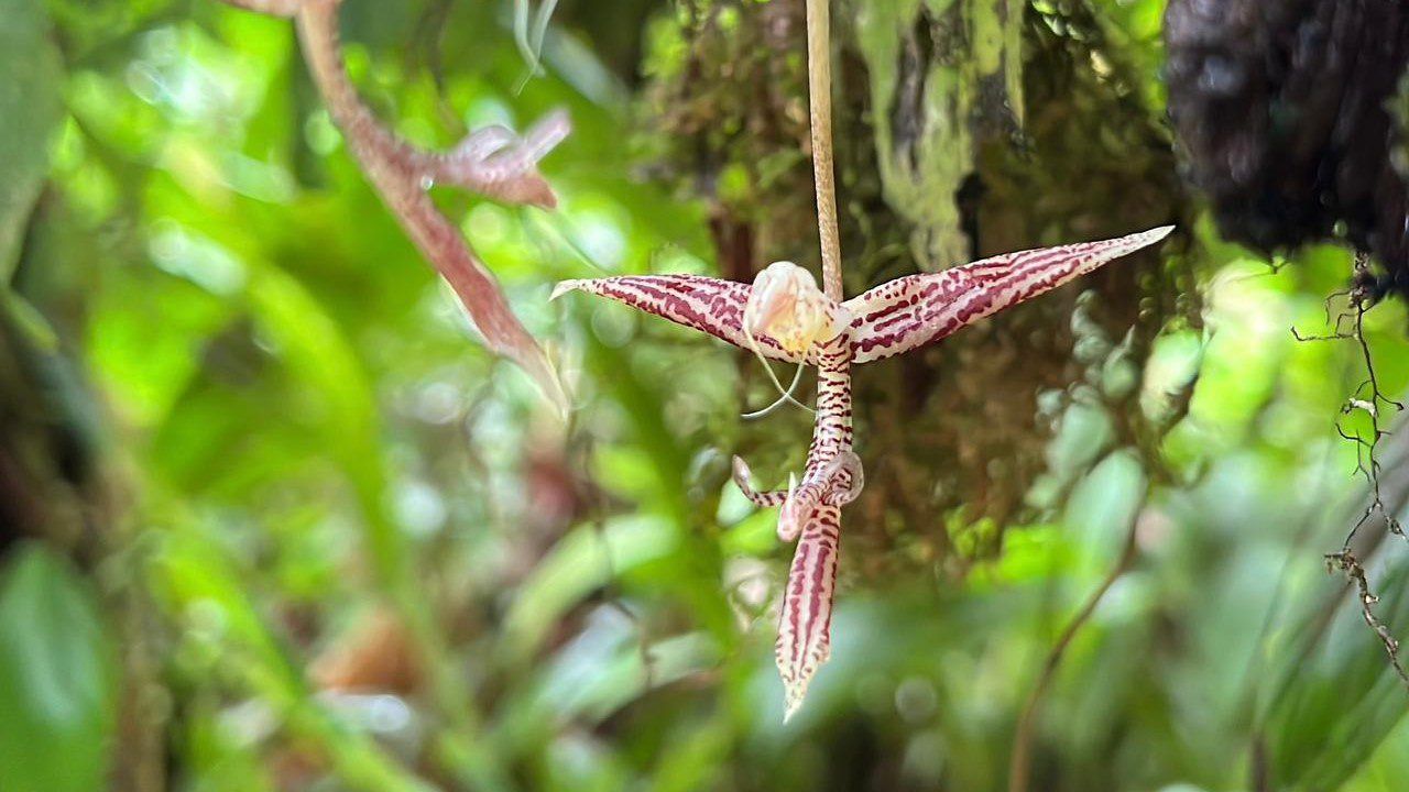 Descubren una nueva orquídea vinotinto en Colombia