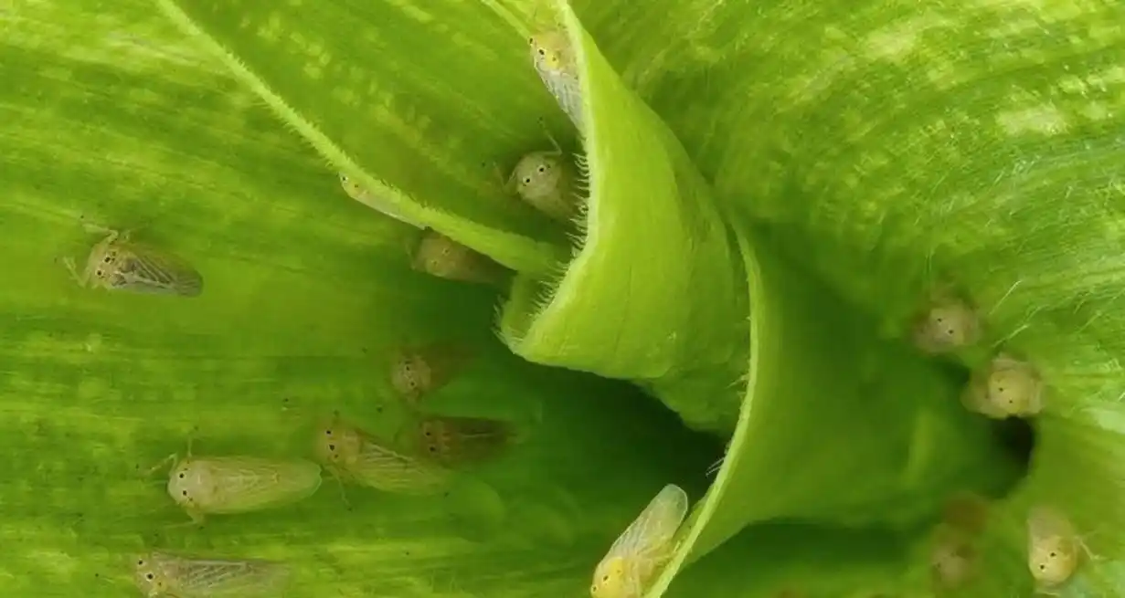 Con la amenaza de la chicharrita bajo control y condiciones climáticas y económicas óptimas, la campaña de maíz tardío se perfila con un fuerte impulso.