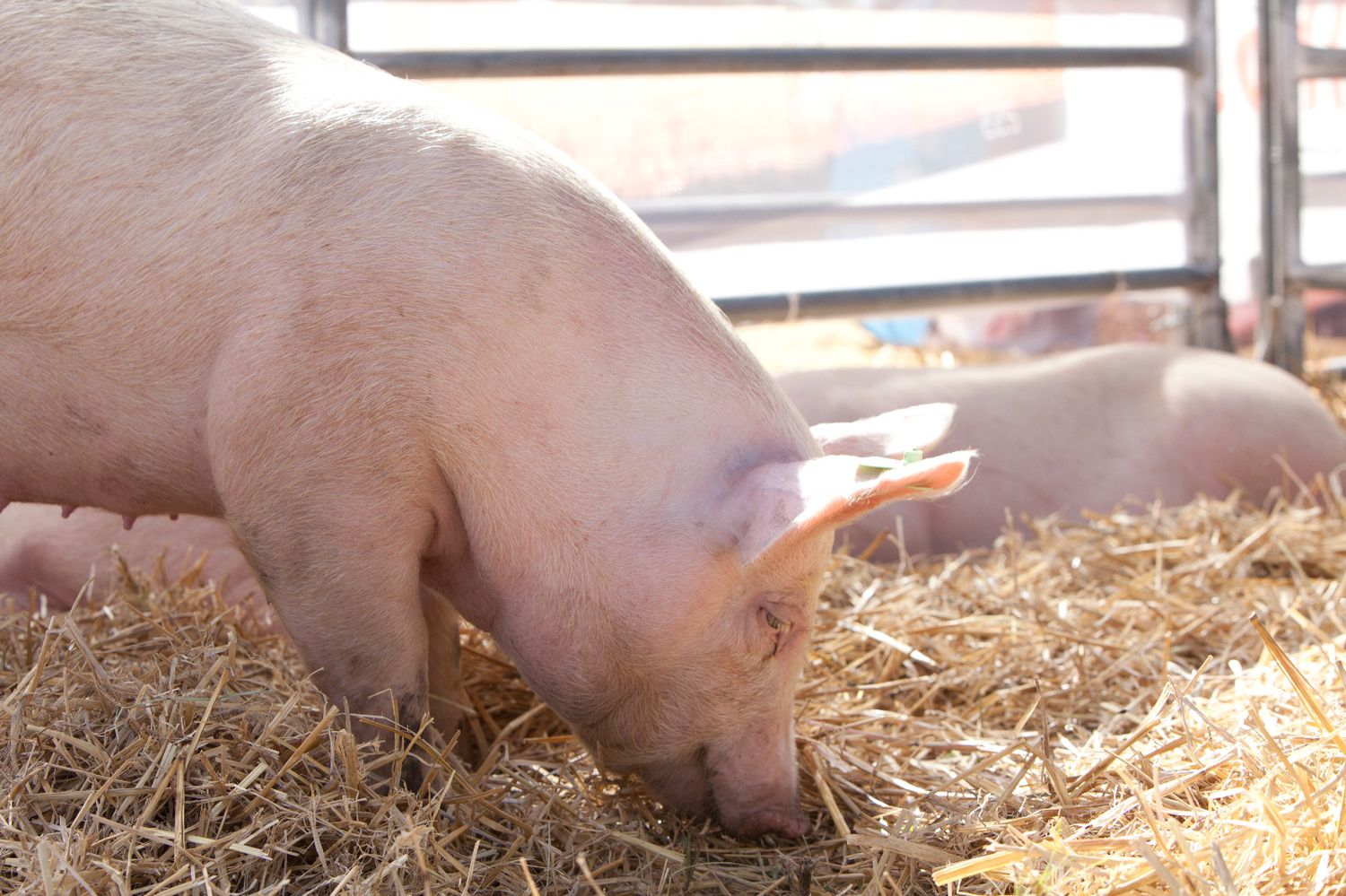 Alerta en la región por triquinosis en chacinados de Salliqueló: clausuraron una fábrica