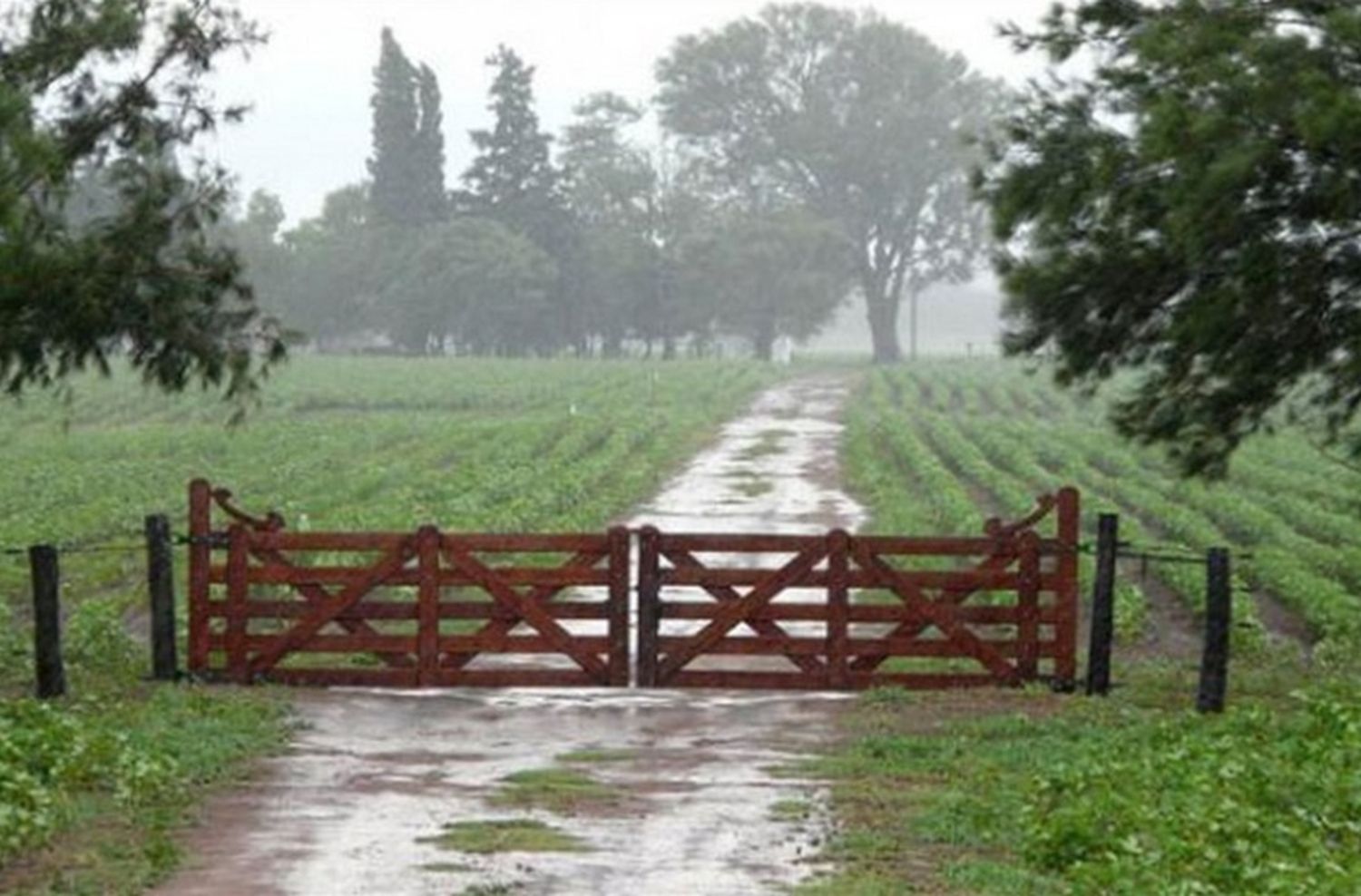 Llegaron las lluvias a la región pampeana y se frena el deterioro de los cultivos