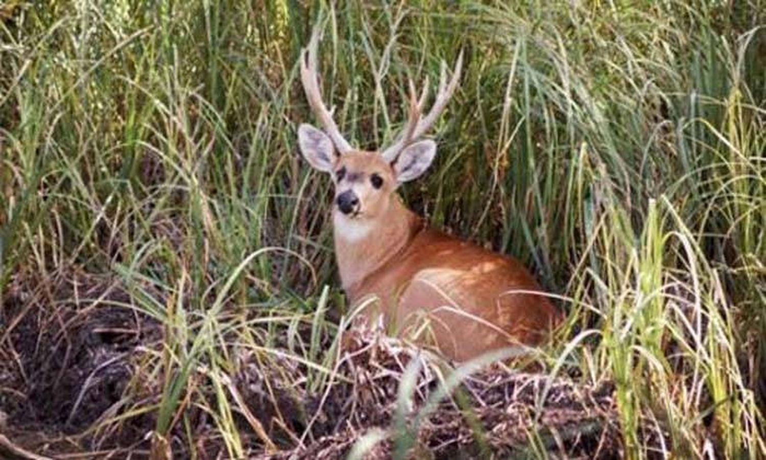 Relanzan la comisión nacional de biodiversidad