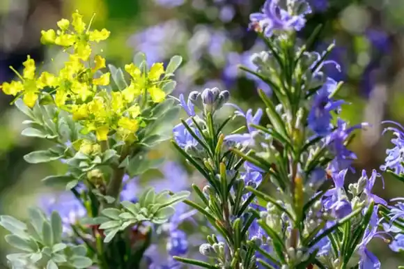 Romero en flor: señal de salud, buena energía y prosperidad