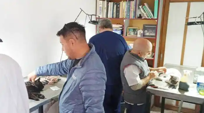 Veterinaria Municipal continúa realizando  jornadas de castración