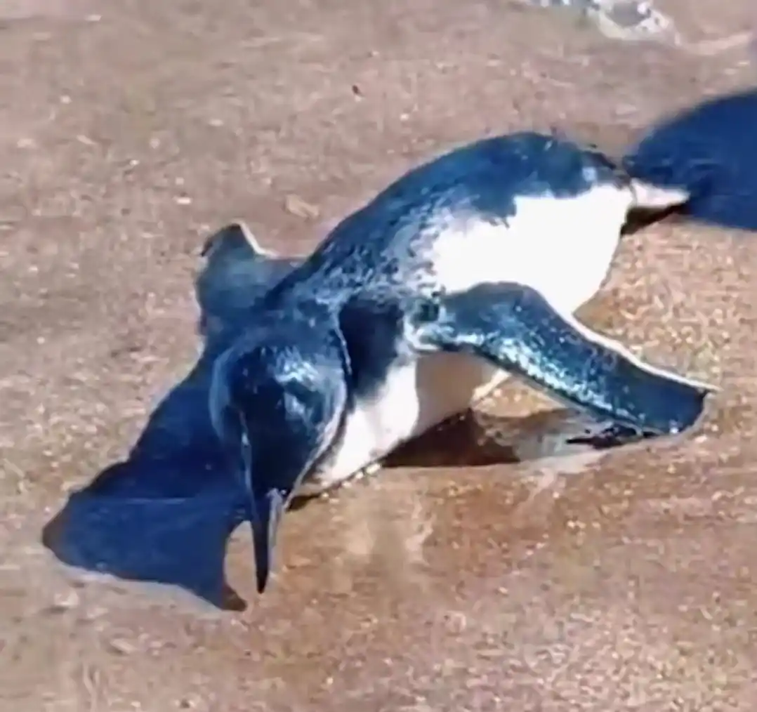 El pingüino quedó a resguardo de especialistas