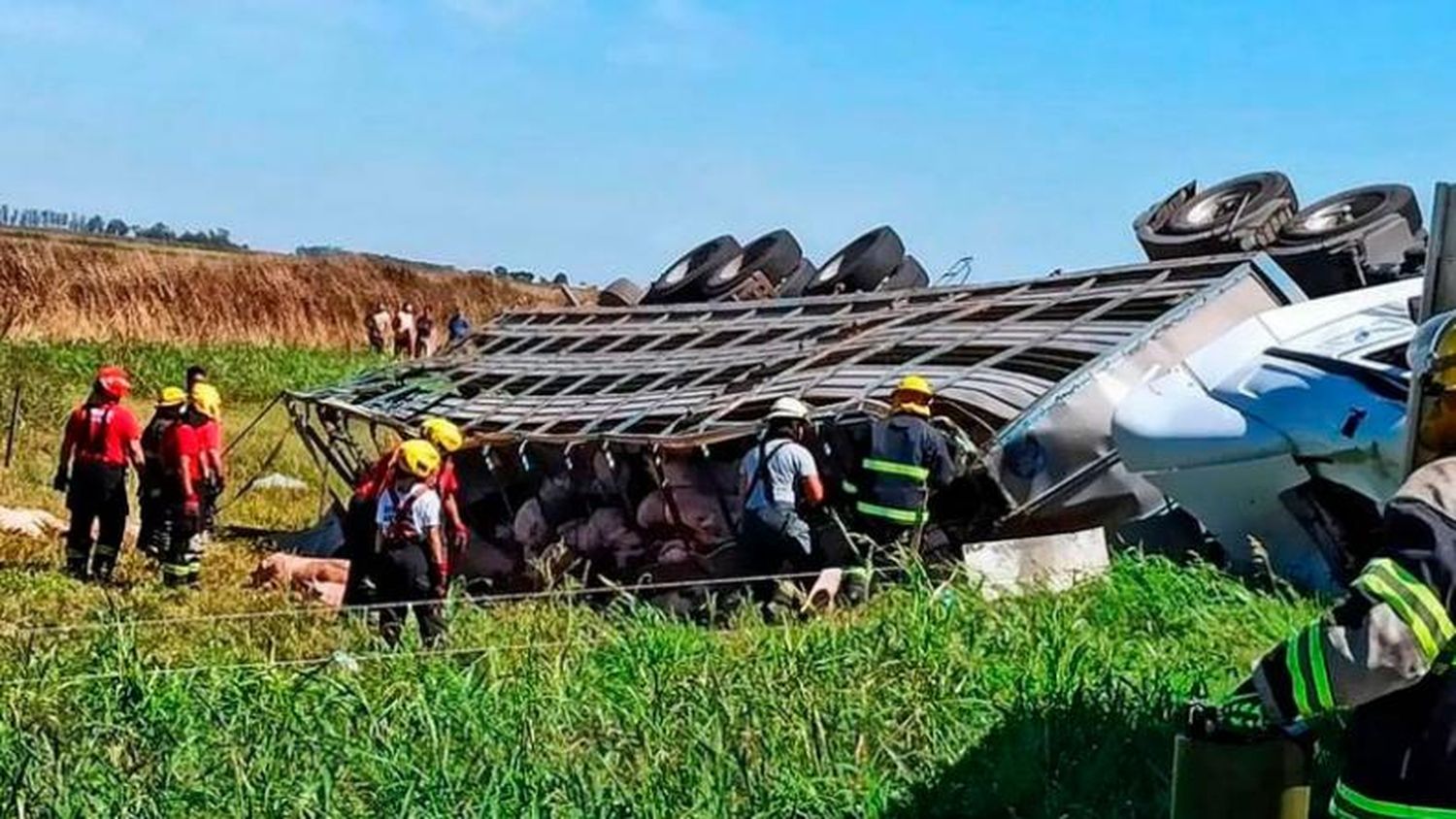 Allanamientos tras el saqueo a un camión con cerdos: hay 30 personas identificadas
