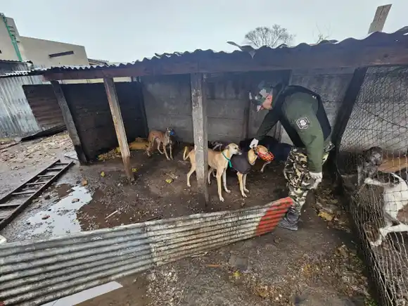 Desbarataron una red clandestina de carreras de galgos tras allanamientos en Pringles y Tres Arroyos