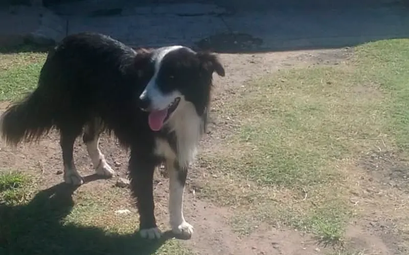 Perro perdido y desorientado: está en Los Aromos