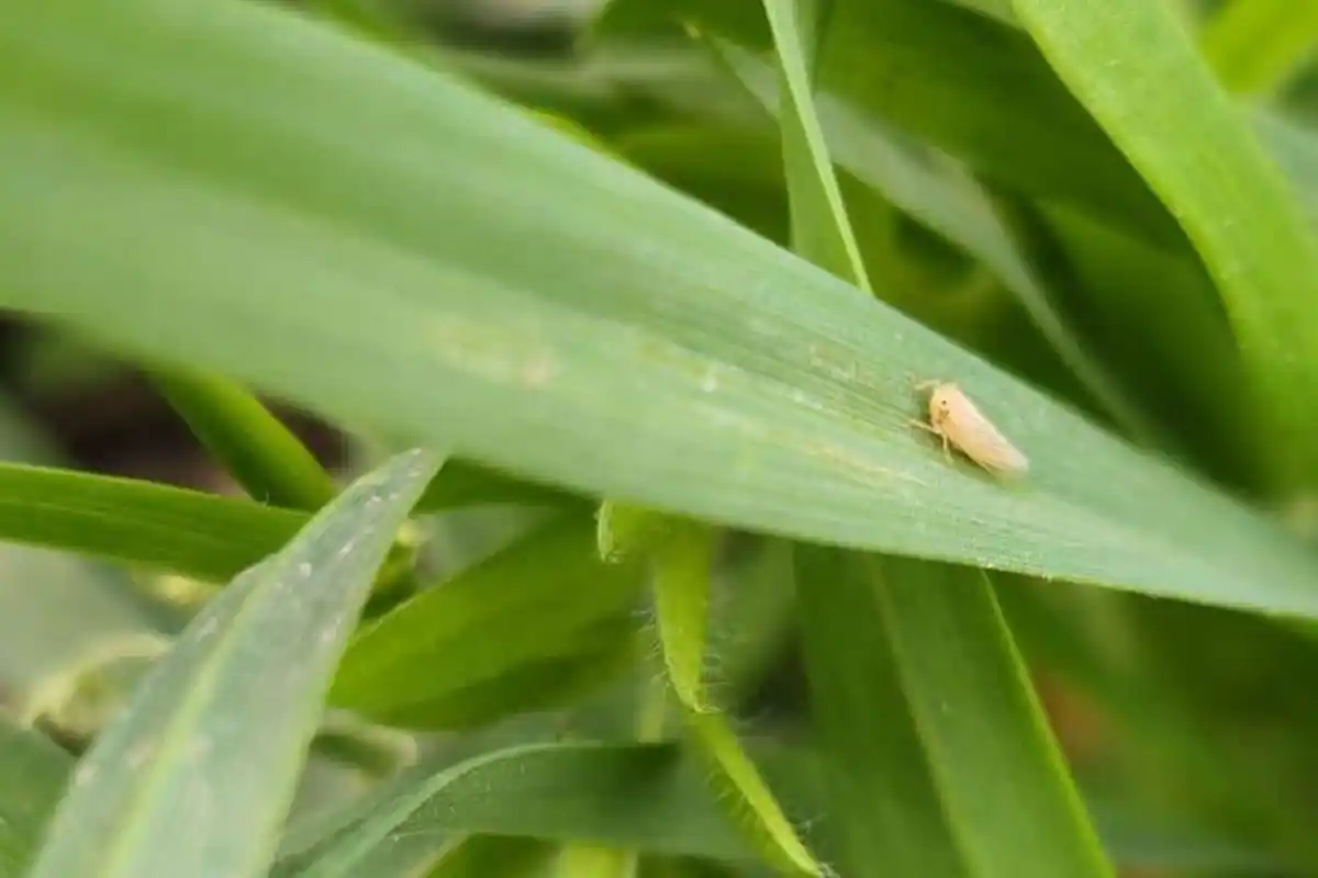 En la región del Litoral se dio un avance importante de la plaga