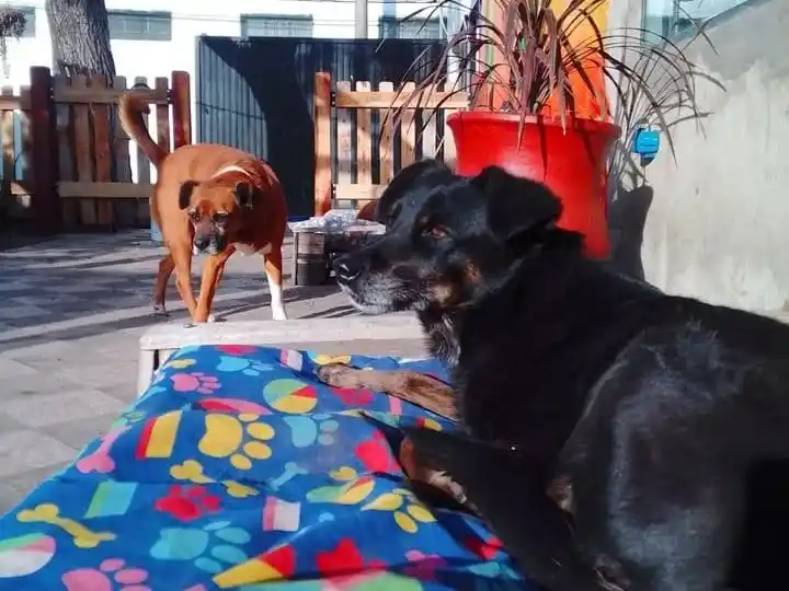 Es verano y en muchas familias surge la pregunta de qué hacer con las mascotas en vacaciones.