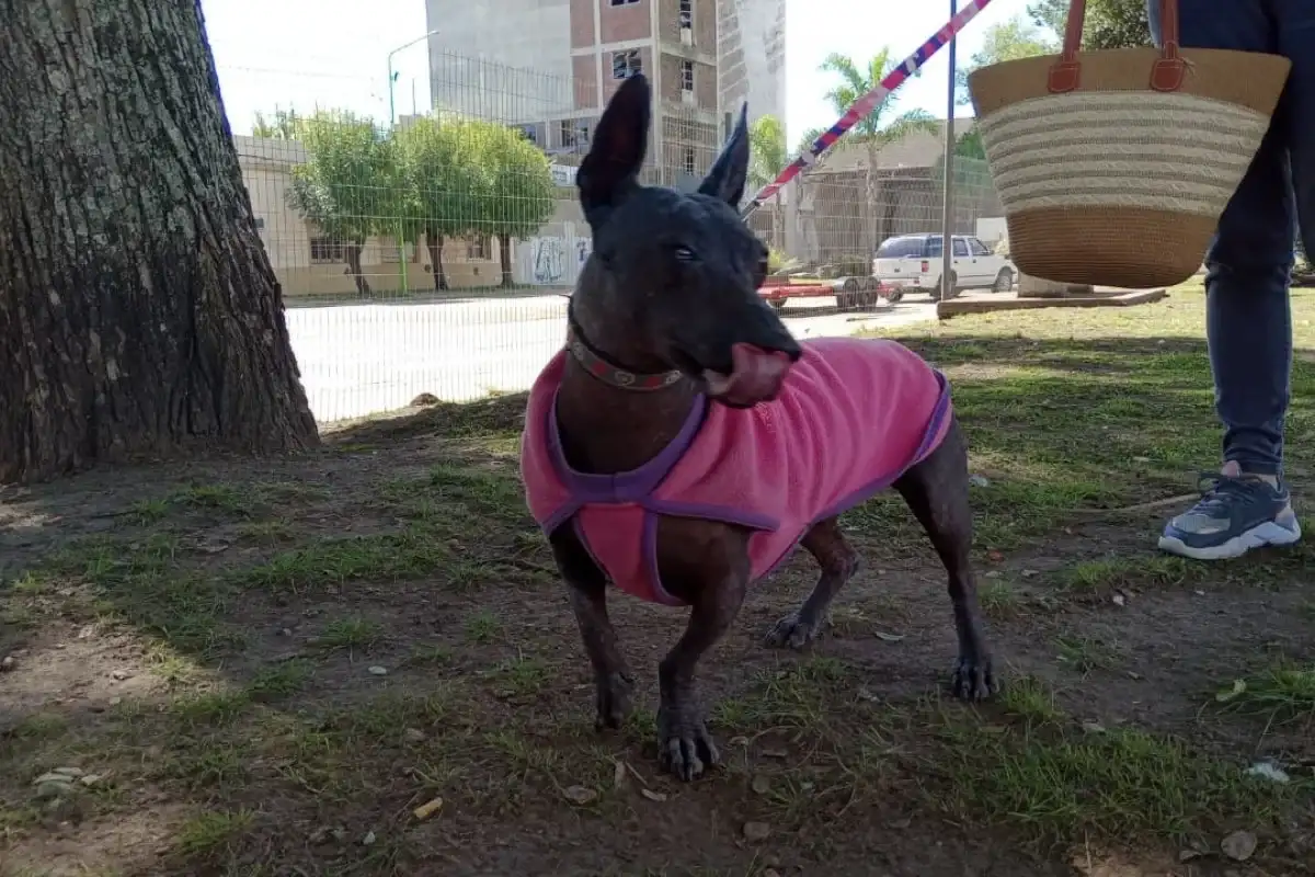 Dieron a conocer el cronograma de castraciones de la última semana de octubre