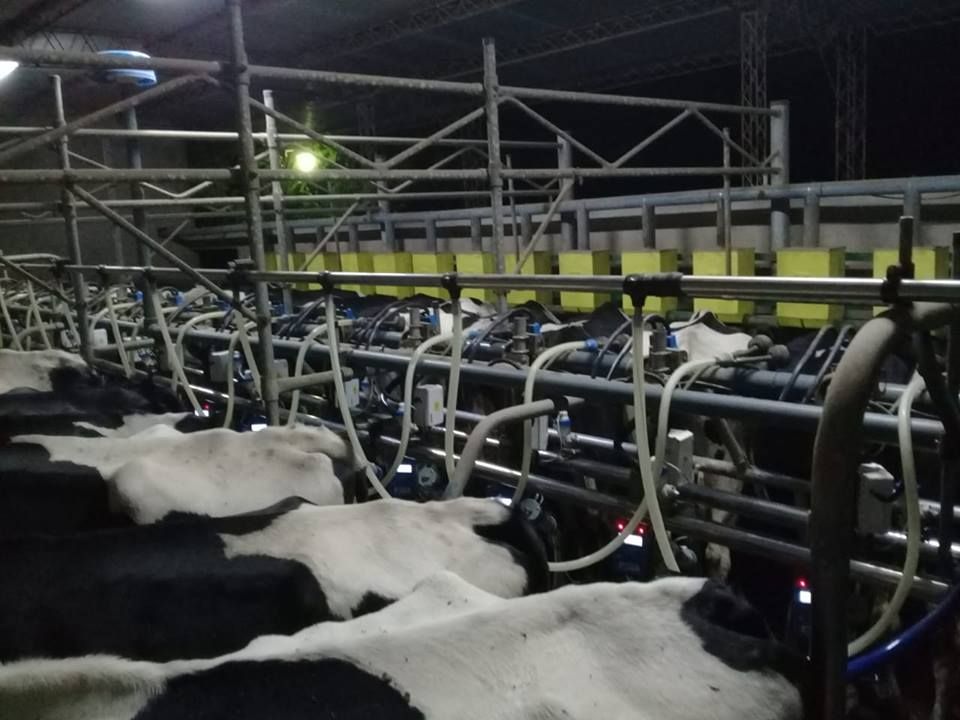 En junio se estancó el precio de la leche cruda que cobran los productores tamberos