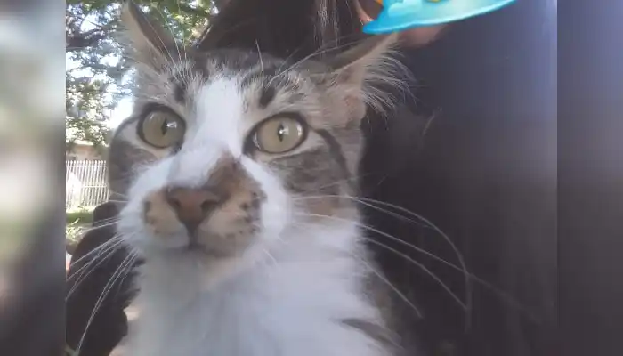 Mascotas: buscan a Japón