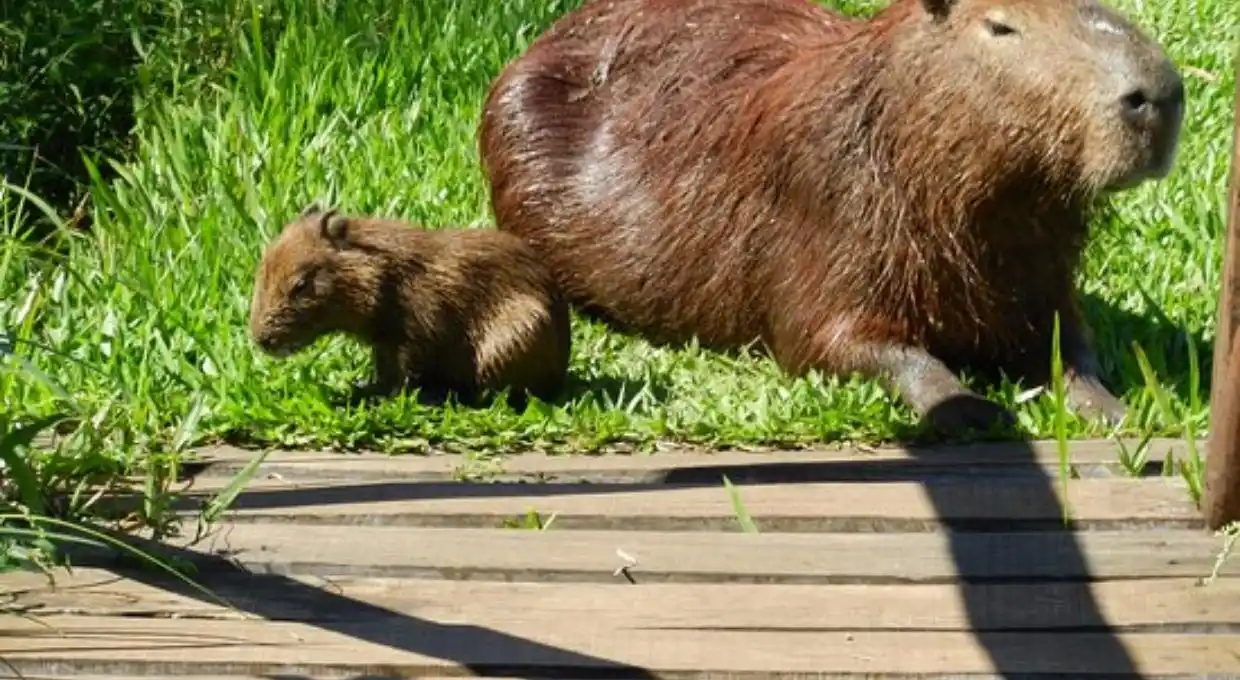 La quema en las islas sigue mientras se desconoce si su fauna sobrevive
