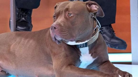 Abierta polémica en Reino Unido por el comienzo de SACRIFICIOS DE ESTA RAZA DE PERROS