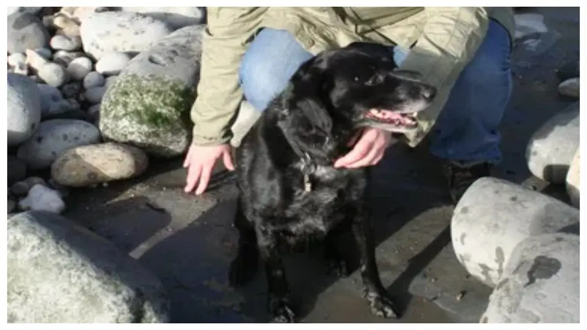 LA HISTORIA DEL PERRITO que encontró un «huesote» y resultó ser un fósil de 200 millones de años de antigüedad